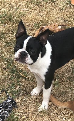 Étalon Boston Terrier - Uh cocotte de la source aux diamants