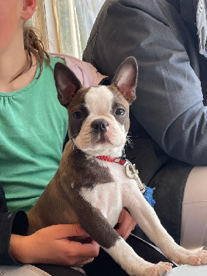 Étalon Boston Terrier - U're welcome rose de la source aux diamants