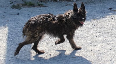 Étalon Bouvier des Ardennes - Tenah Titre Initial