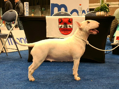 Étalon Bull Terrier - CH. Ultimate chance for The Mirror Of Freedom