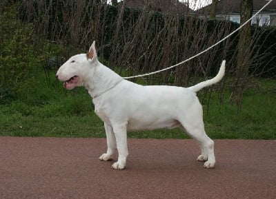 CH. paladin bull Golden ear