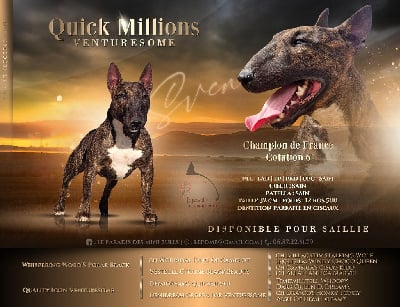 Étalon Bull Terrier Miniature - CH. Quick millions venturesome