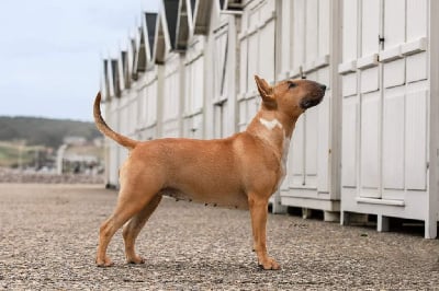 Étalon Bull Terrier - CH. Splat gold toothpaste du Royal Belvédère