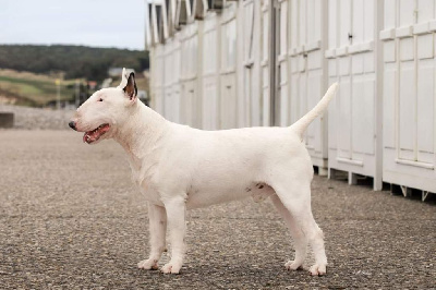 Étalon Bull Terrier - CH. Thunder 4ever de l'Empire du Bull