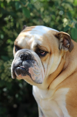 Étalon Bulldog Anglais - Ségolène De La Maison Henriette