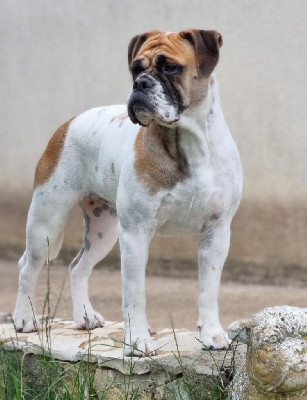 Étalon Bulldog continental - Uguette De la queue du grill