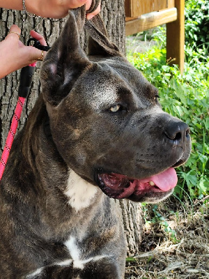 Étalon Cane Corso - U'connor des Légendes de Goliath