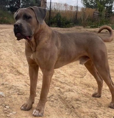 Étalon Cane Corso - Urricaincarter Du Mas Des Origines