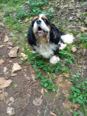 Étalon Cavalier King Charles Spaniel - Talia de la bergerie d argent