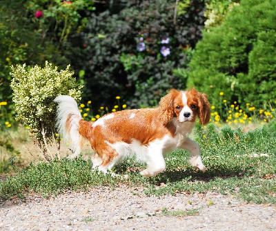 Étalon Cavalier King Charles Spaniel - Tina des apollons du bois aubert