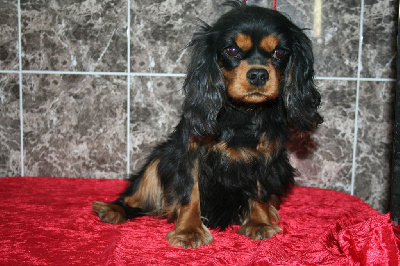 Étalon Cavalier King Charles Spaniel - Sissi de la colline au noir desir