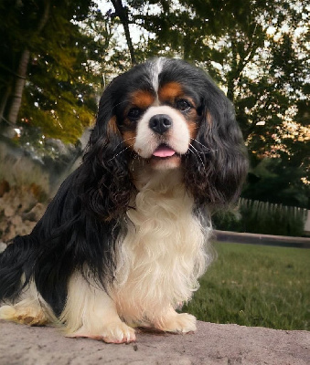 Étalon Cavalier King Charles Spaniel - The prince william Du Mas De Dixie}