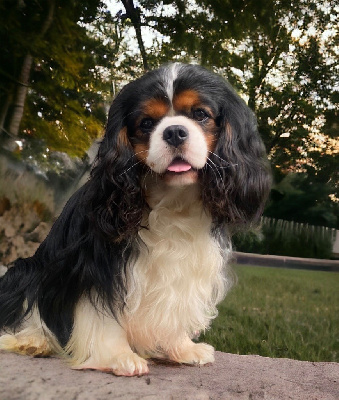 Étalon Cavalier King Charles Spaniel - The prince william Du Mas De Dixie