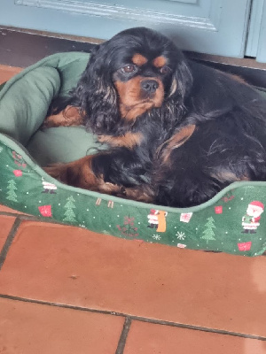 Étalon Cavalier King Charles Spaniel - Royale swalie des marais de Bremes