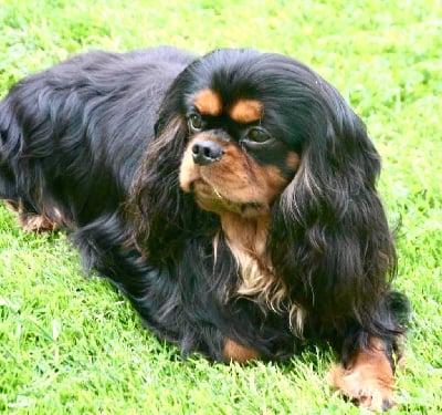 Étalon Cavalier King Charles Spaniel - CH. J. ulysse 31 de la cascade de blangy