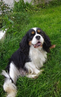 Étalon Cavalier King Charles Spaniel - Orkan du domaine des 4 pattes