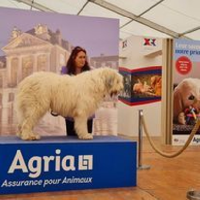 Étalon Chien Berger Roumain de Mioritza - Nazar de barcun marian