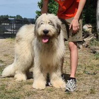 Étalon Chien Berger Roumain de Mioritza - Palomas de barcun marian