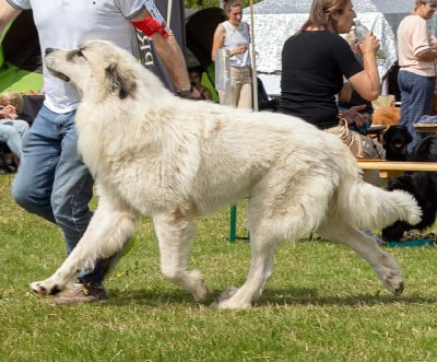 Étalon Chien de Montagne des Pyrenees - Wilson du Tuc de l'Adosse