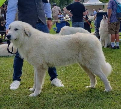 Étalon Chien de Montagne des Pyrenees - Taya de la Vallée des Chtis Patou