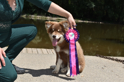 Étalon Chien finnois de Laponie - Varma De La Vallée Féérique