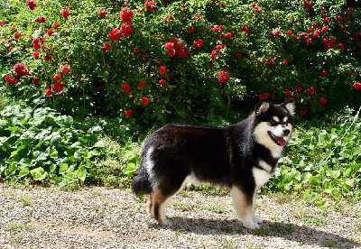 Étalon Chien finnois de Laponie - Tentation alma du pays de l’aurore boréale