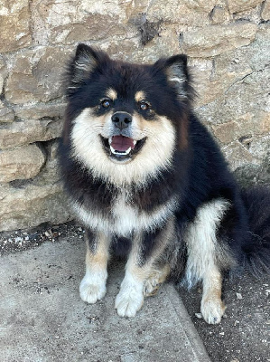 Étalon Chien finnois de Laponie - Uruz knud Du Temple Namasté De Benthéa