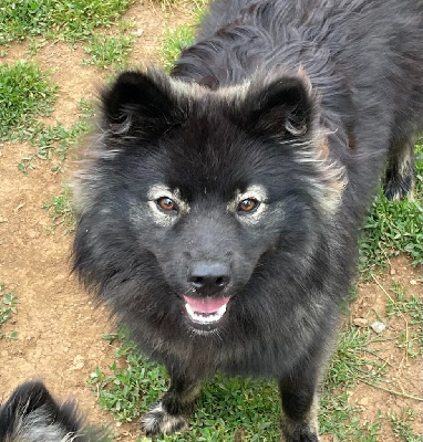 Étalon Chien finnois de Laponie - Unalome passion Du Temple Namasté De Benthéa