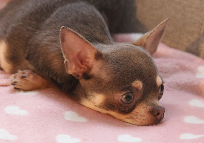 Étalon Chihuahua - Ultima maddy de l eden des petits precieux