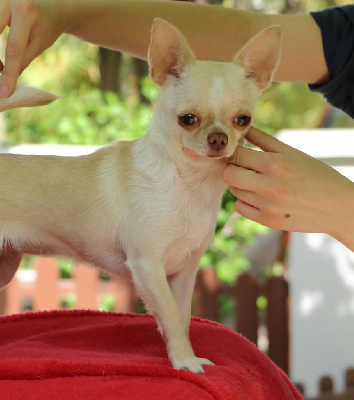 Étalon Chihuahua - Voxel Ux Tonya queen