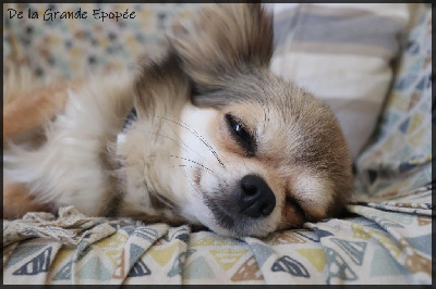 Étalon Chihuahua - Oka Du Rêve Des Lutins
