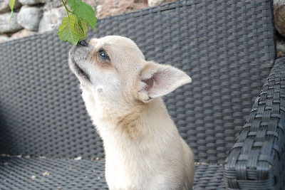 Étalon Chihuahua - Toute chipie Du Hameau De Selcra