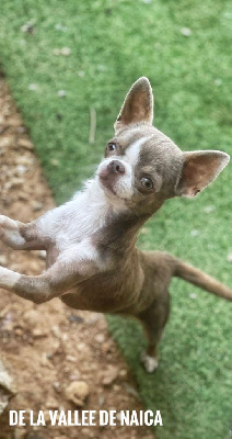 Étalon Chihuahua - Tinkerbell De La Vallée De Naica