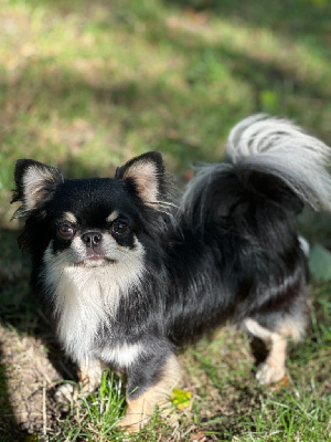 Étalon Chihuahua - Trésor Des Minis Boss