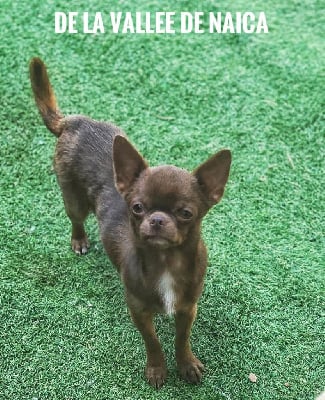 Étalon Chihuahua - Umber rose De La Vallée De Naica