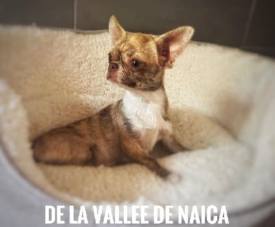 Étalon Chihuahua - Une coyote girl De La Vallée De Naica