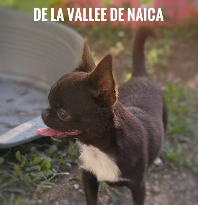 Étalon Chihuahua - markiza filihauz Romeo