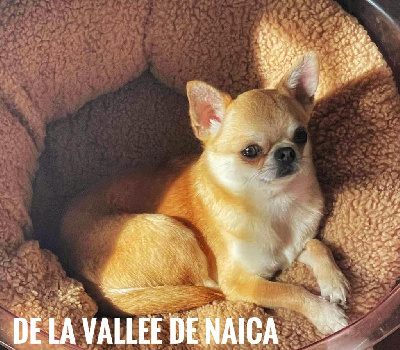 Étalon Chihuahua - Trixy Of Little Dog's Paradise