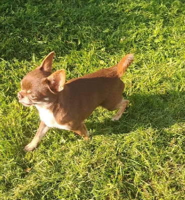 Étalon Chihuahua - Suchard Des Merveilles Du Tilleul