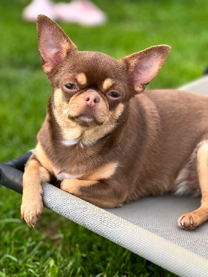 Étalon Chihuahua - Tabatha De La Vallée De Naica