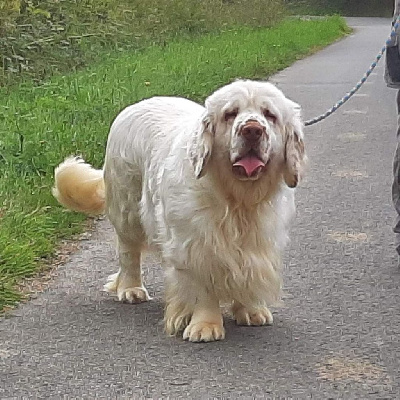 Étalon Clumber Spaniel - Potter (Sans Affixe)