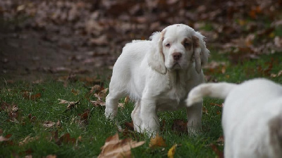 Étalon Clumber Spaniel - Padawan Des Terres De Beaulieu