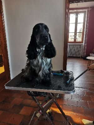 Étalon Cocker Spaniel Anglais - Teddy du val de bersier