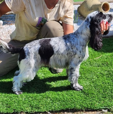 Étalon Cocker Spaniel Anglais - Tchikita de la Taverniere