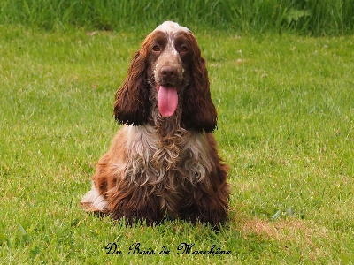 Étalon Cocker Spaniel Anglais - Schocolatine du bois de Morchène