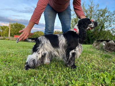 Étalon Cocker Spaniel Anglais - Thelma du cottage de sweet mi lady