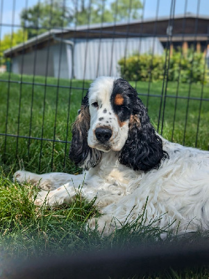 Étalon Cocker Spaniel Anglais - Unick Domaine D'ostrale