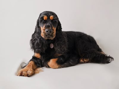 Étalon Cocker Spaniel Anglais - Tina au pays de la valdange (Sans Affixe)