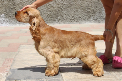 Étalon Cocker Spaniel Anglais - Covenant Status quo