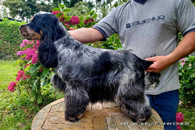 Étalon Cocker Spaniel Anglais - The queen melo De La Mahonnière